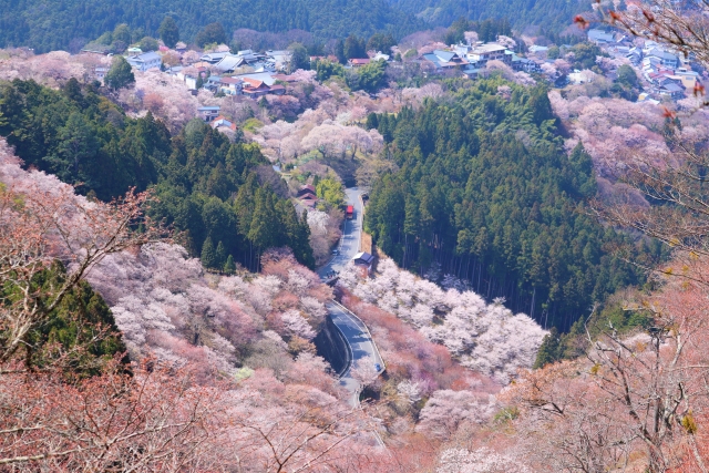 吉野山　桜
