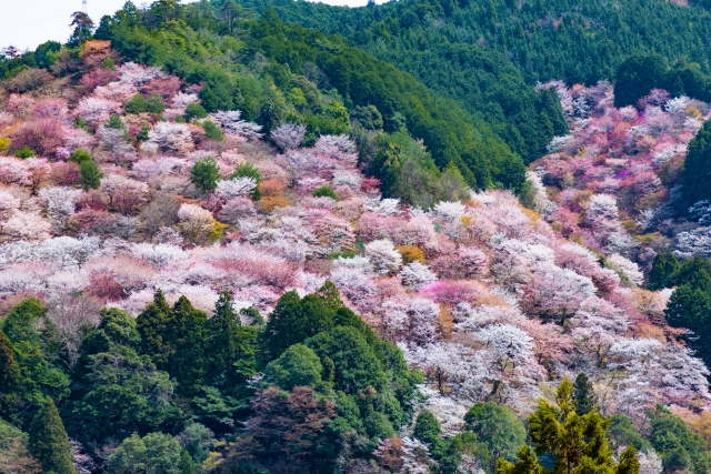 吉野　桜