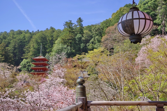奈良長谷寺　桜