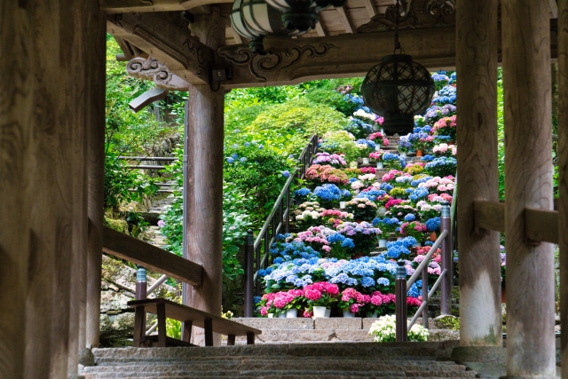 長谷寺　紫陽花