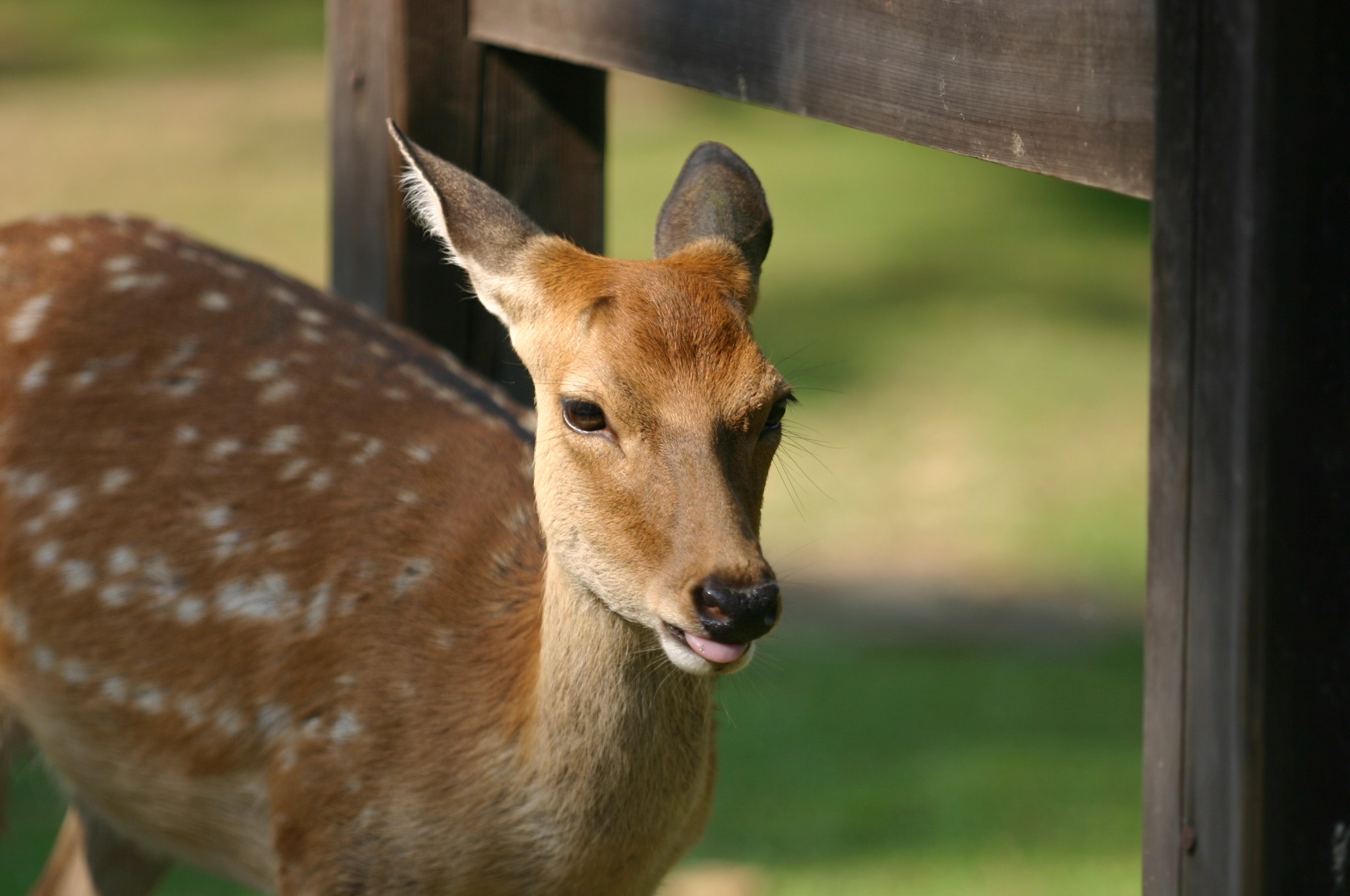 奈良公園