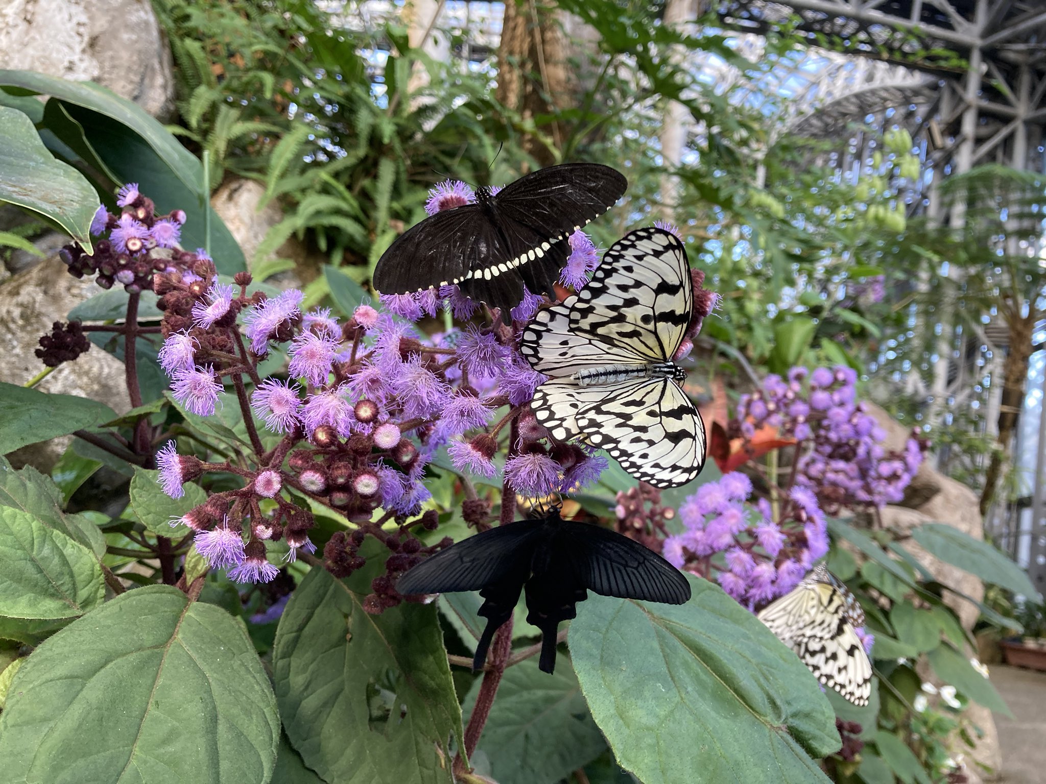 橿原昆虫館