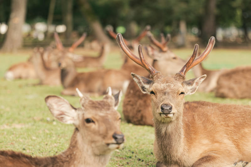 奈良公園鹿写真