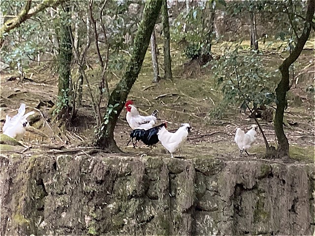 石上神宮　神鶏