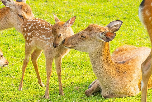 奈良公園　鹿